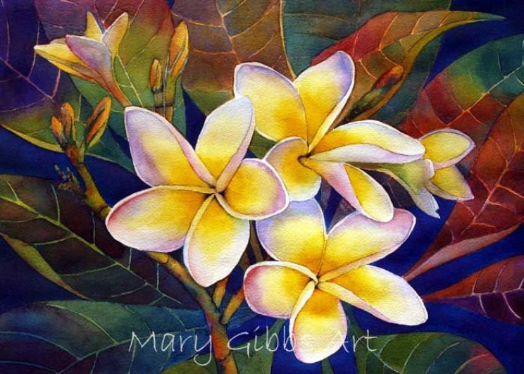 Mary Gibbs Mary Gibbs