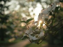 Max Cantor #1249815 picture (Landscape Medium)