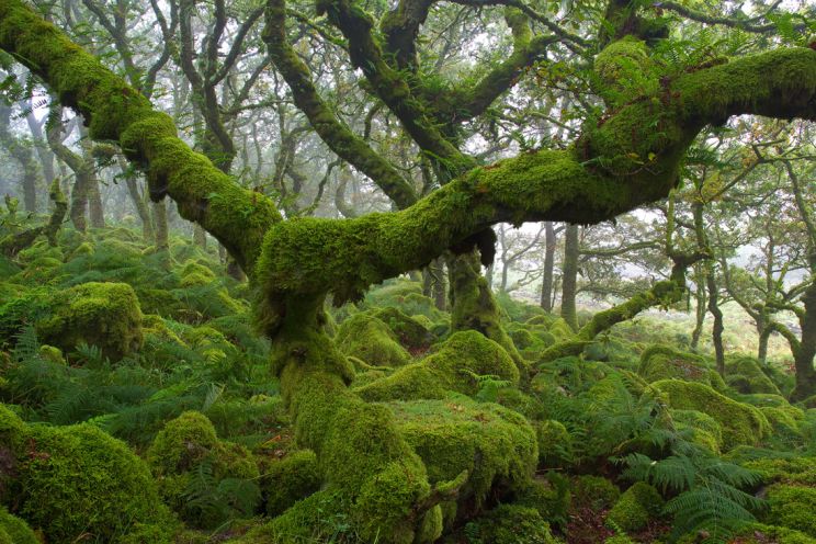 Michael Forest