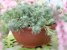 Miranda Plant