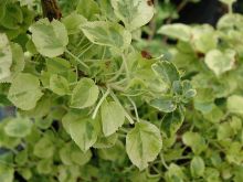 Miranda Plant