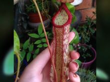 Miranda Plant