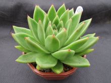 Miranda Plant