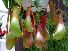 Miranda Plant