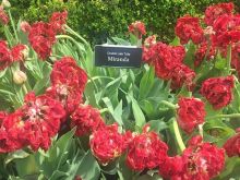 Miranda Plant
