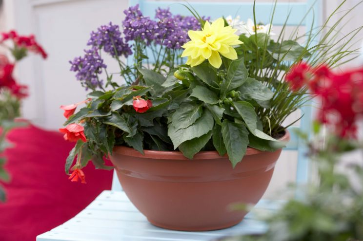 Miranda Plant