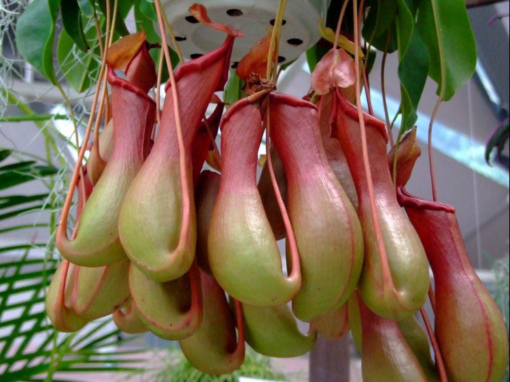 Miranda Plant