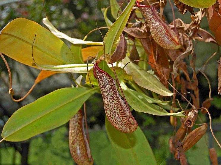 Miranda Plant