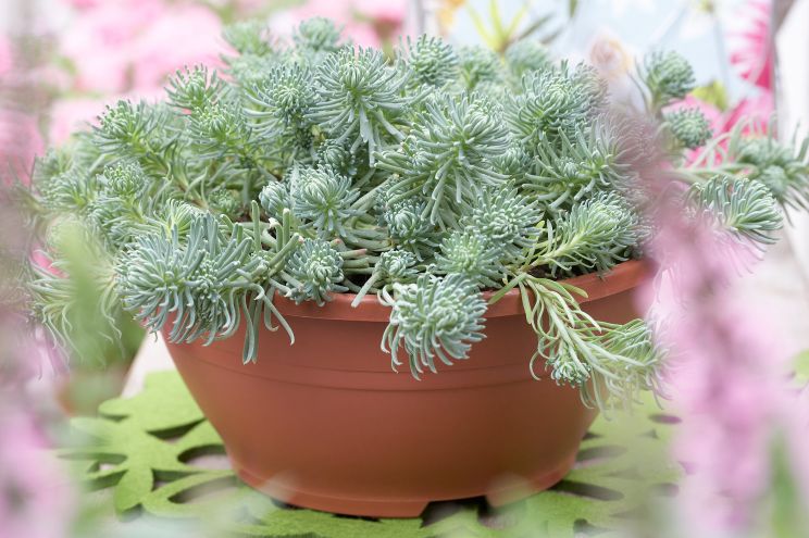 Miranda Plant