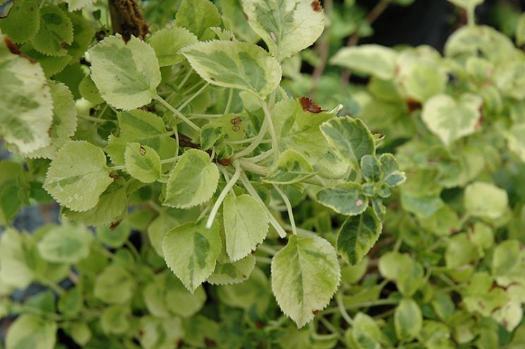 Miranda Plant