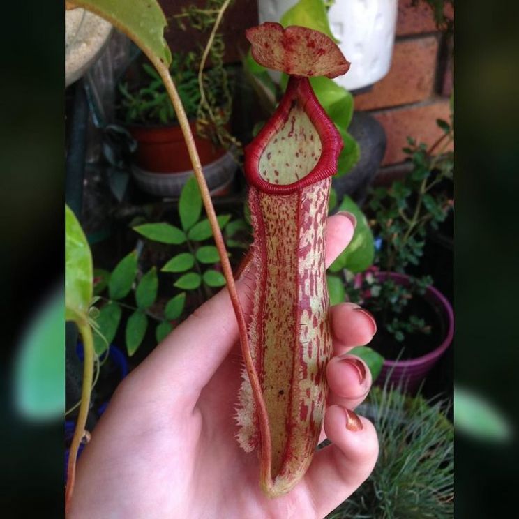 Miranda Plant