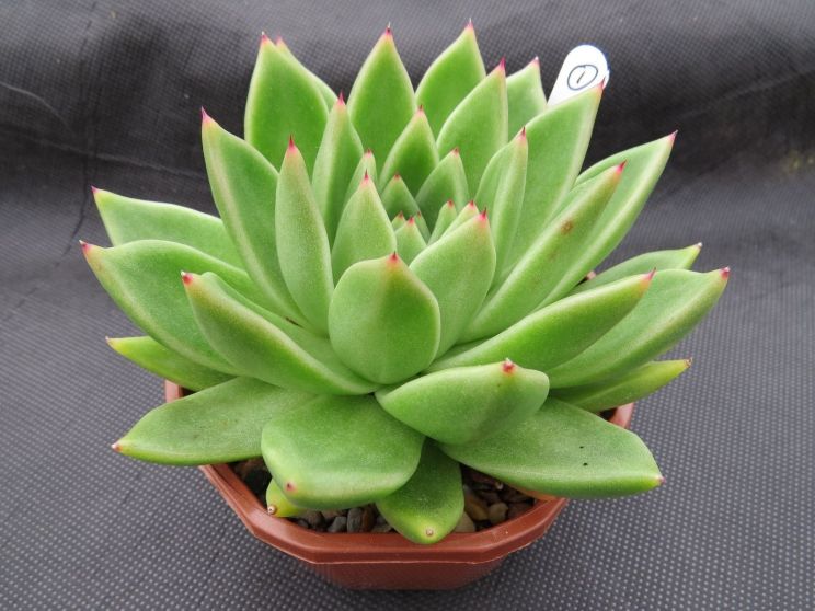 Miranda Plant
