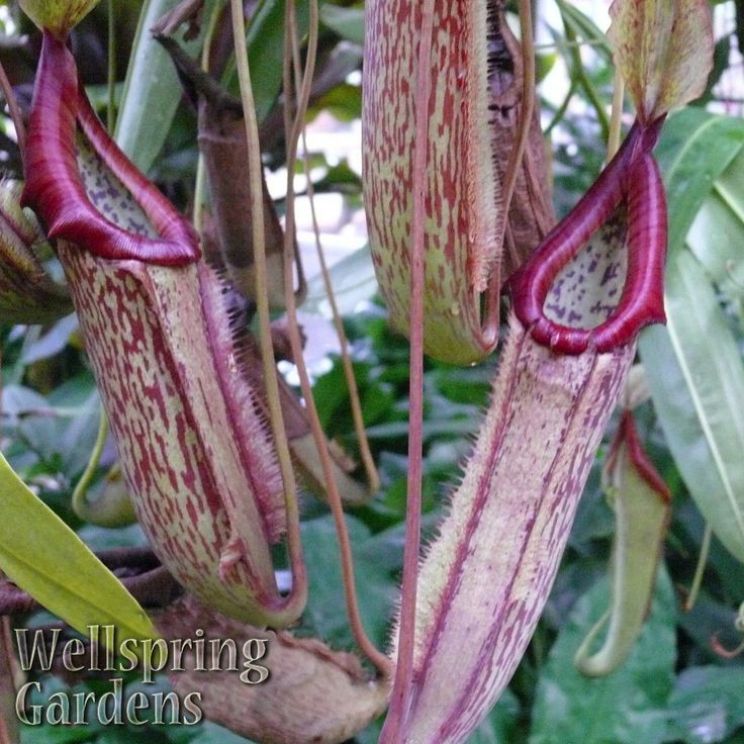 Miranda Plant