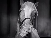 Mister Ed