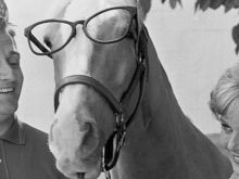 Mister Ed