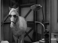 Mister Ed