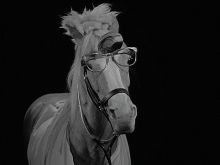 Mister Ed