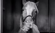 Mister Ed