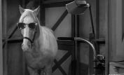 Mister Ed