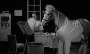 Mister Ed