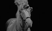 Mister Ed