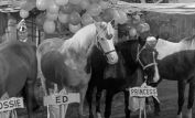 Mister Ed