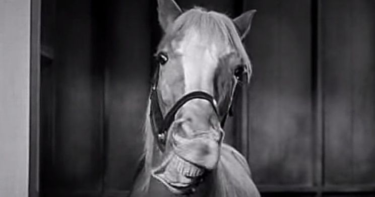 Mister Ed