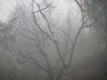 Misty Rain