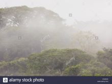 Misty Rain
