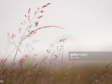 Misty Rain