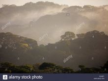 Misty Rain