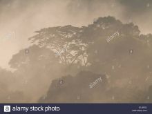 Misty Rain