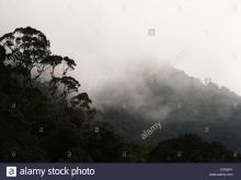 Misty Rain