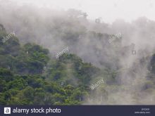 Misty Rain