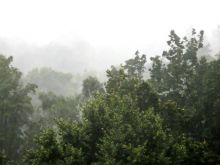 Misty Rain