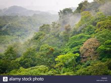 Misty Rain photo