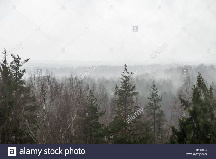 Misty Rain