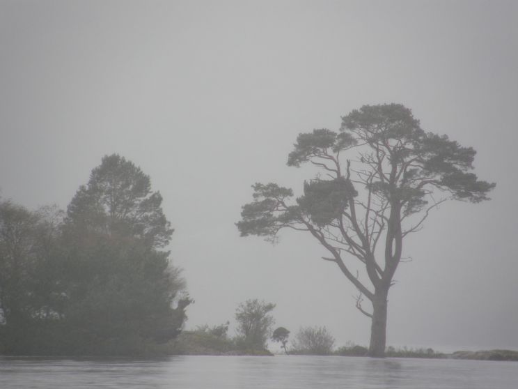 Misty Rain