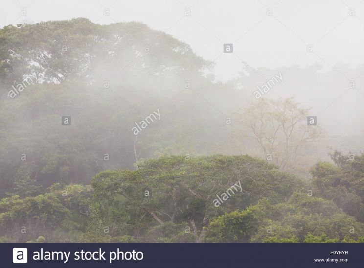 Misty Rain
