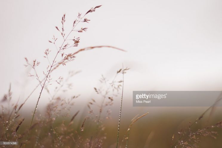 Misty Rain