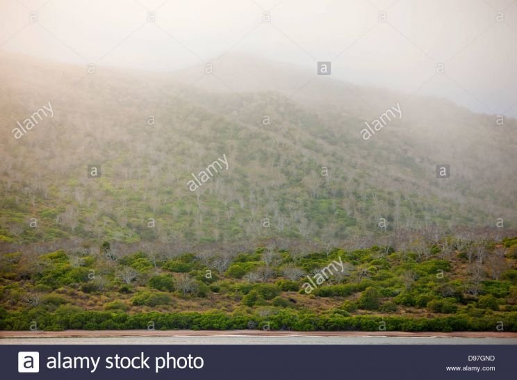 Misty Rain