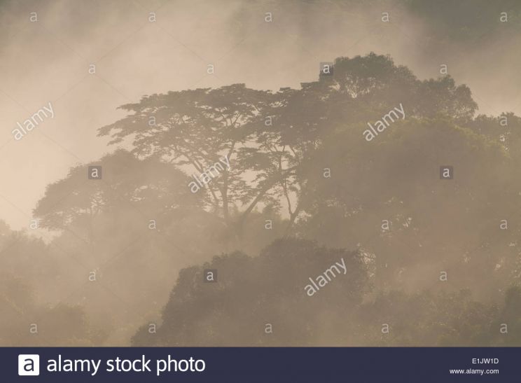 Misty Rain