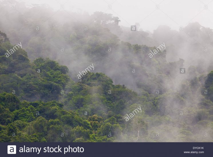 Misty Rain