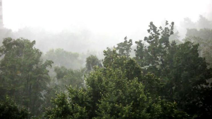 Misty Rain