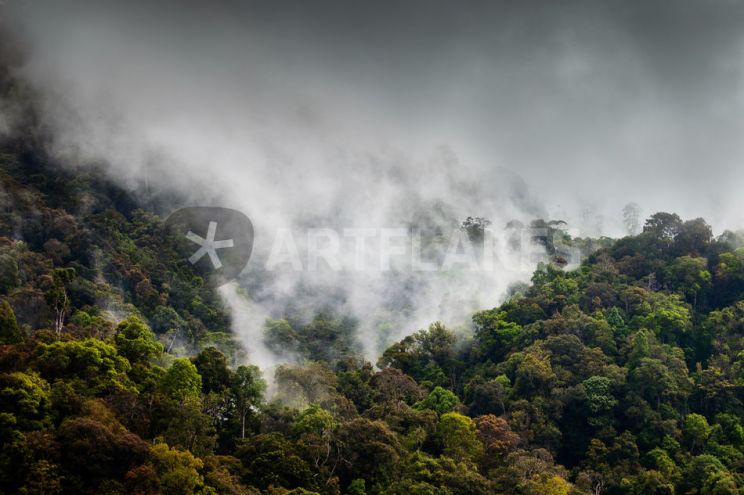 Misty Rain