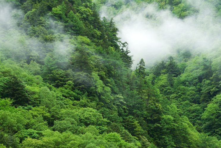 Misty Rain