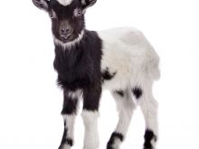 Monty Hall