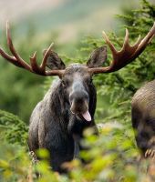 Moose