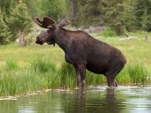 Moose