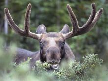 Moose